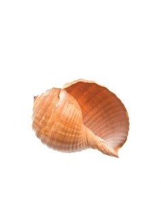 Caracola rizada (2 uds.)